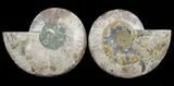 Cut & Polished Ammonite Fossil - Agatized #60283-1